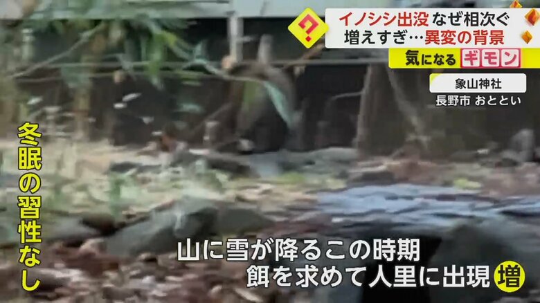 長野市の象山神社で目撃されたイノシシ