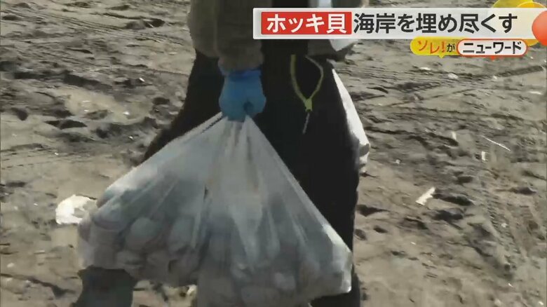 ホッキ貝でパンパンになったビニール袋を3つ持って帰る人