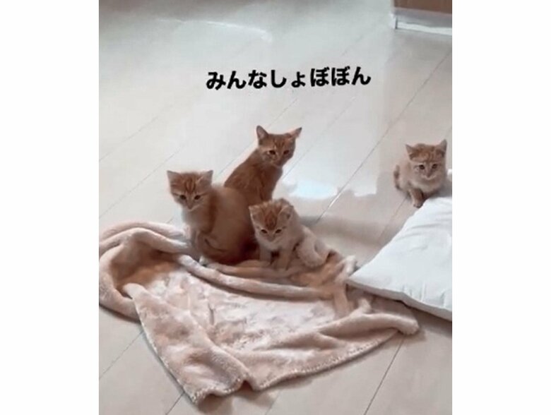 提供：oimo210さん