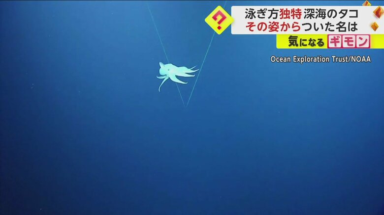 深海をゆっくりと降りてくる白い生き物