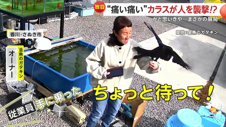 「手に乗った」と驚く近くにいた従業員