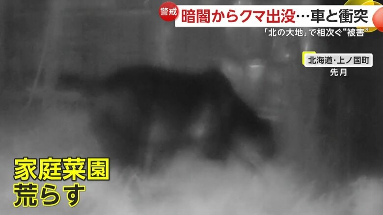 家庭菜園を荒らすクマ（提供：北海道警）