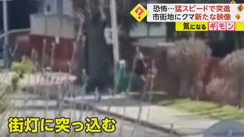 クマが人に向かって突進する瞬間の映像⑤