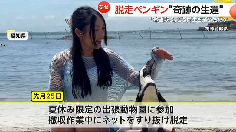 海水浴場で開かれた夏休み限定の出張動物園に参加していた「ペン」