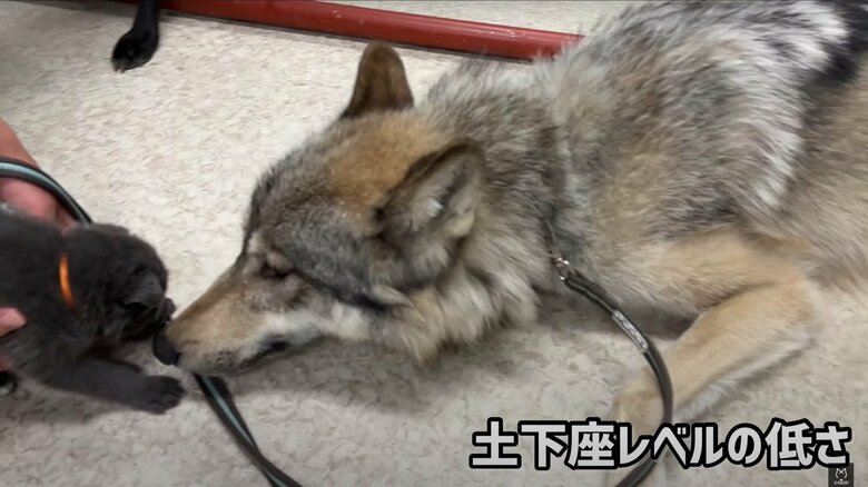 子犬と同じ視線に合わせる優しさを持つ
