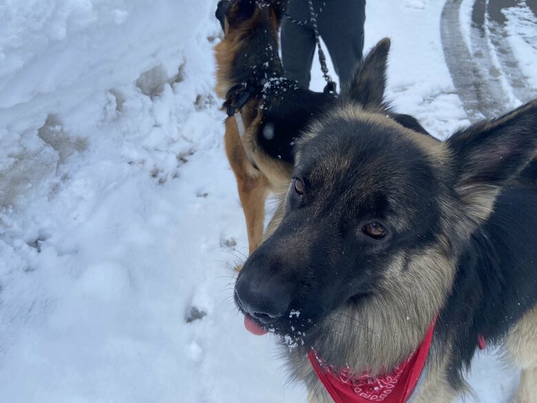 雪の日のお散歩