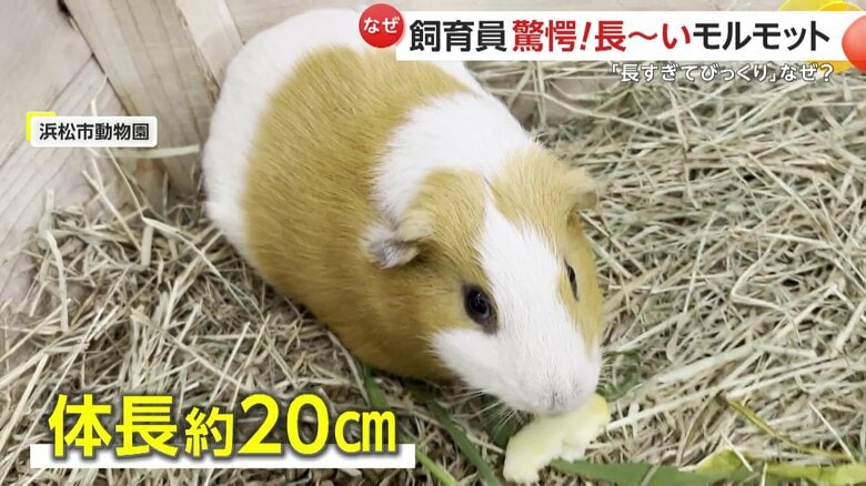 普段は20cmほどの体長のなつみくん