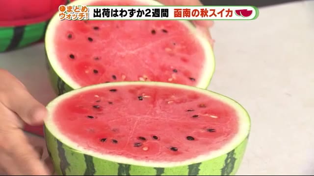「秋スイカ」わずか2週間の出荷 今年の出来は最高レベル 静岡・函南町