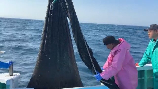 1回目の水揚げはまずまず