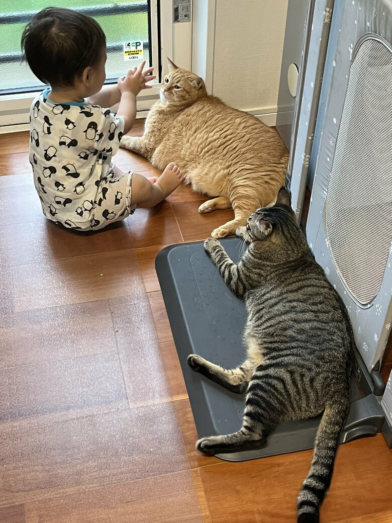 覚えたての「いただきます」を教える次男くん（提供：かぎしっぽすず&つむぎさん）