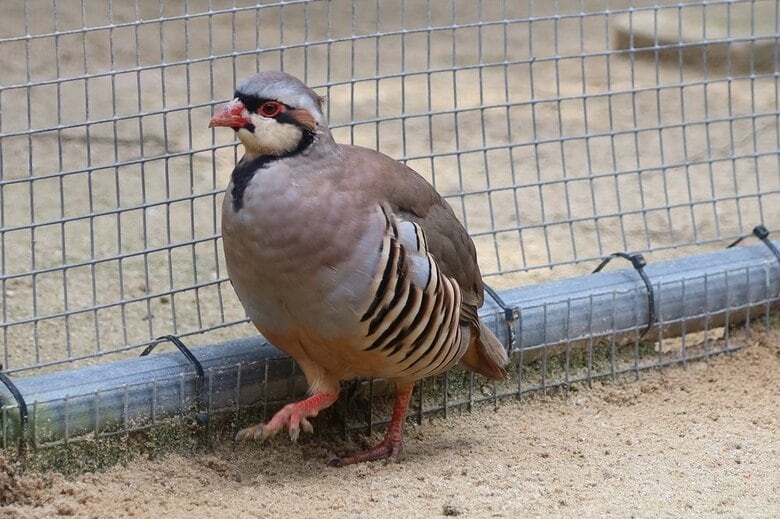 イワシャコ（提供：松江フォーゲルパーク）