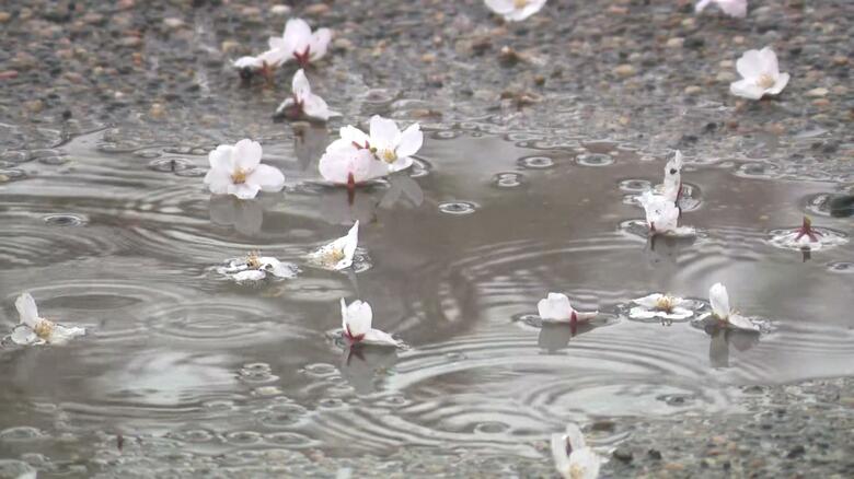 一部で散り始めたサクラも