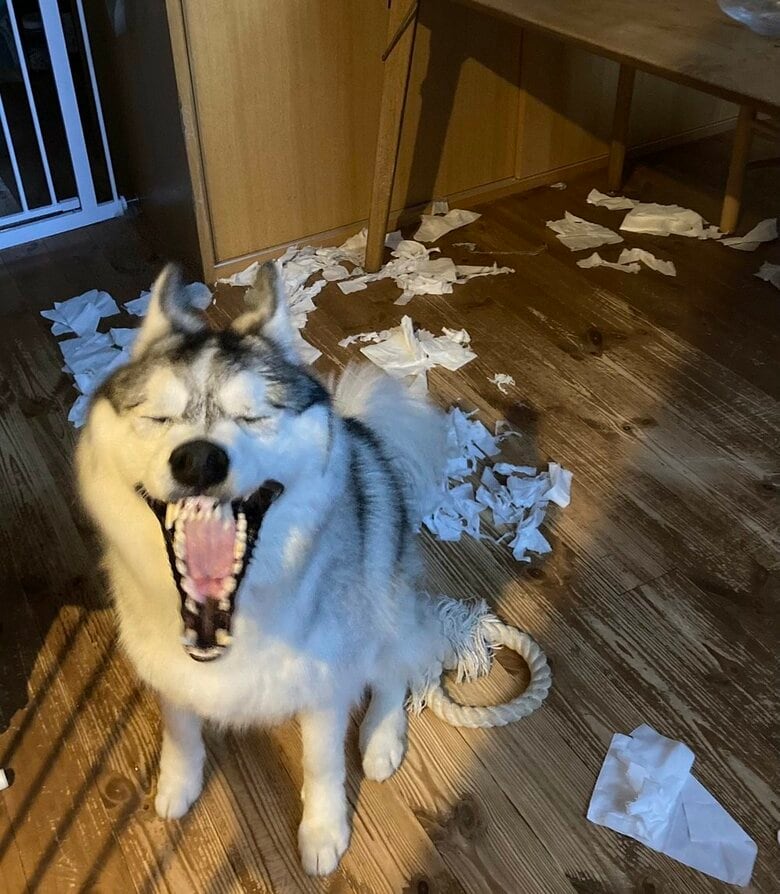 帰宅した飼い主さんが見た光景