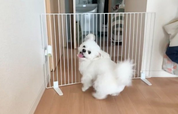 散歩の支度をする飼い主さんに満面の笑み！