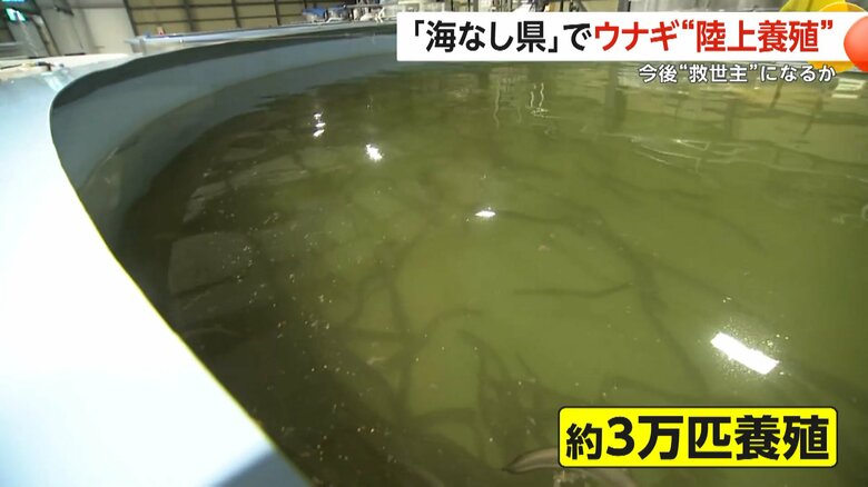 うなぎ約3万匹が養殖されているという「平沼水産」