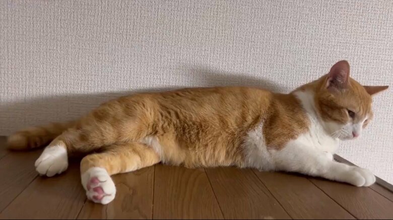 つくしくんに追い出されてしゅんとする様子