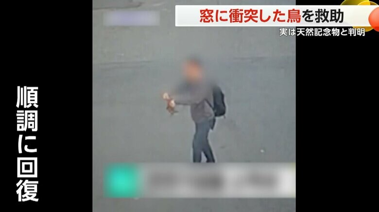 心優しい人のおかげで、もうすぐ自然に返される予定だというコノハズク