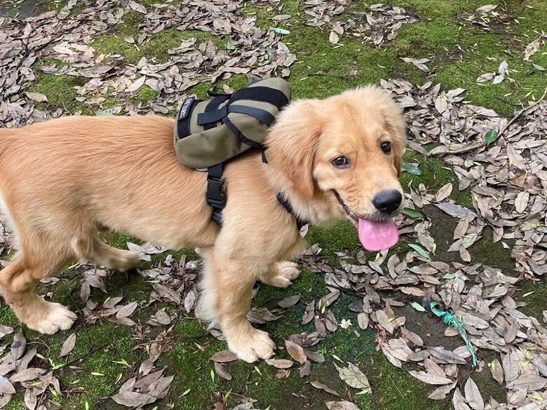 自然を楽しんでいる