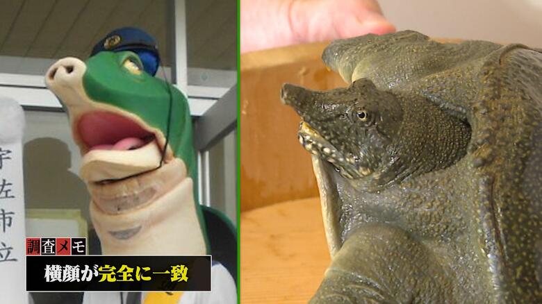 見比べると…