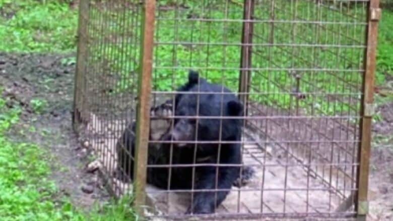 捕獲されたクマ（提供：豊岡市）