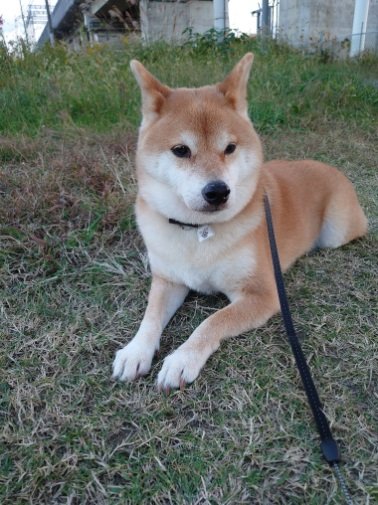 お散歩中のテツくん