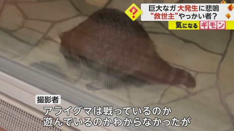 29日夜に撮影された映像。アライグマが何かを捕まえてる