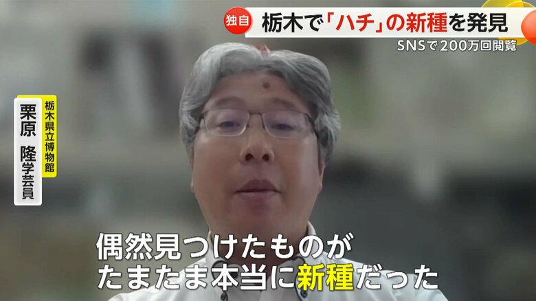 栃木県で発見された新種のハチについて解説する栃木県立博物館・栗原隆学芸員
