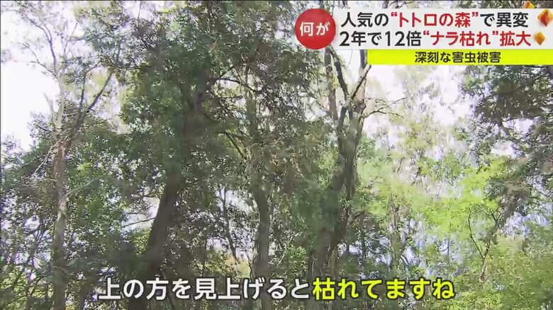 森の中からでも、見上げると茶色く枯れた木が