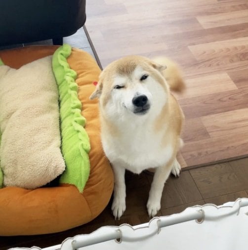 ヒコーキ耳で待つはるちゃん