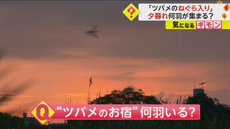 約6万羽のツバメが羽を休めているという