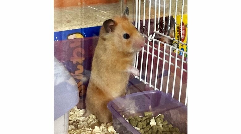 ハムスターのきゅーちゃん