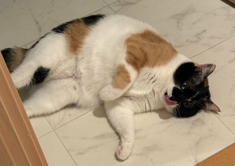 飼い主さんにしか見せな可愛い仕草の雷十太ちゃん