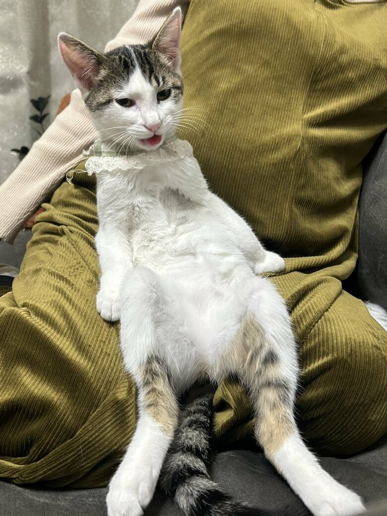 膝の上が定位置なんだそう