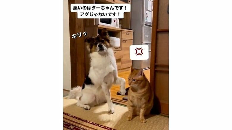 自信満々なアグちゃんに対し、不満気なターコロくん