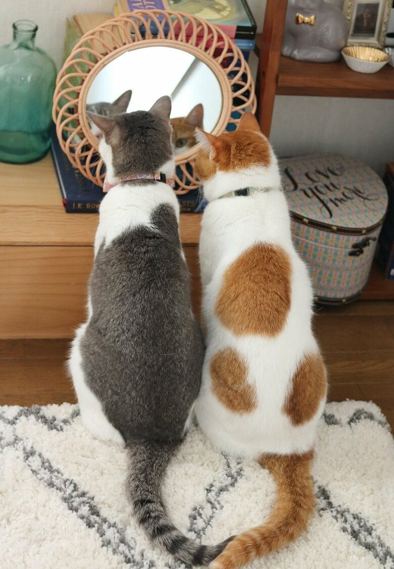 鏡を見つめて…