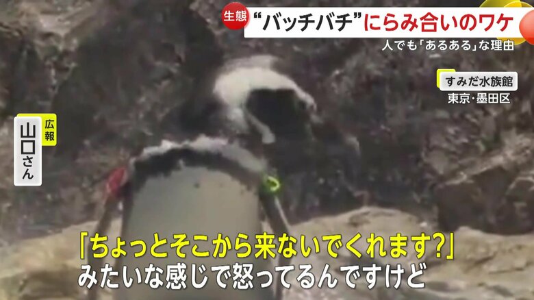 近づかれて怒っていたこうめ（提供：すみだ水族館）