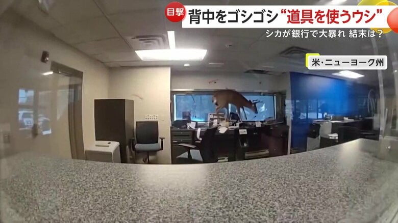 窓際のデスクで暴れ回るシカ（Suffolk County Police Department）