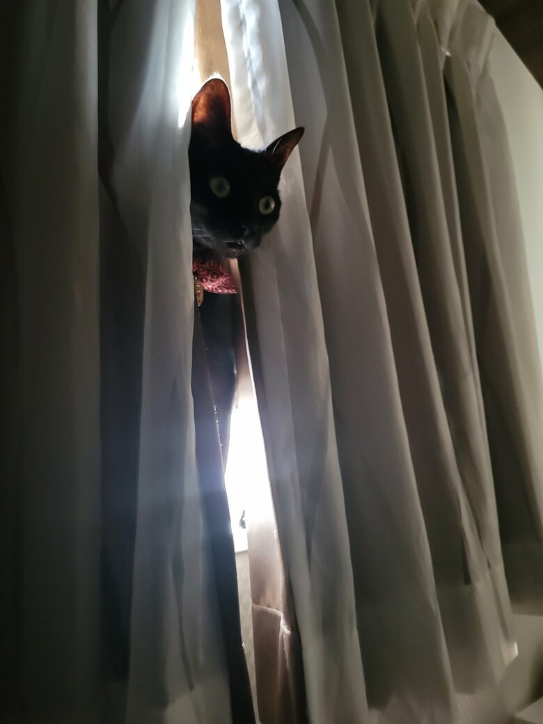 提供：仔猫を拾ったので