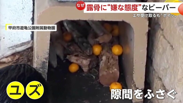 巣の隙間埋めに使われたユズ（提供：甲府市遊亀公園附属動物園）