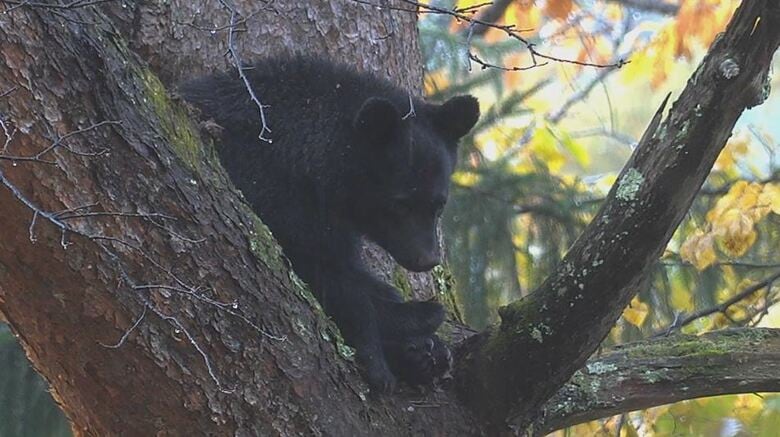 木の上にとどまったクマ（11月10日、大町市）