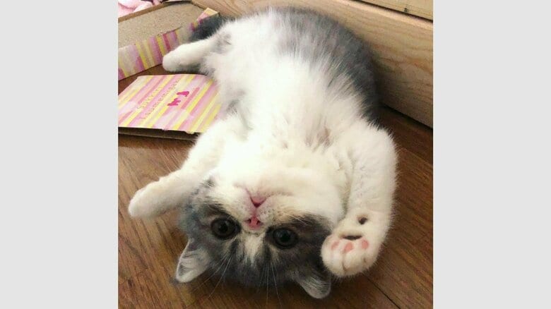 小さな頃のぺちゃ丸くん