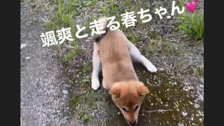 二足歩行にもチャレンジしている