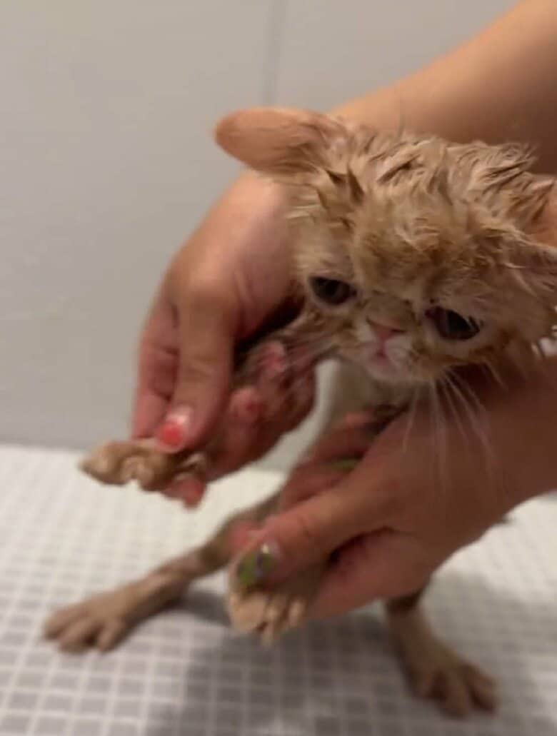 シャワーがかかってからは大人しくシャンプーされたという