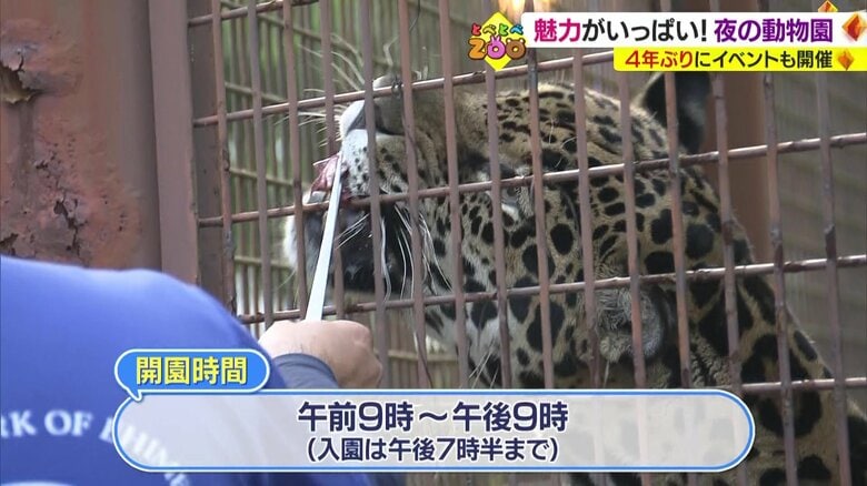 夏の人気イベント「夜の動物園」が開幕（愛媛県立とべ動物園）