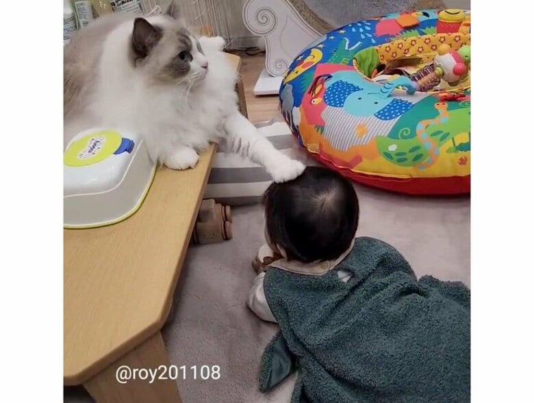 提供：ロイ(Roy)くん@ラグドールさん