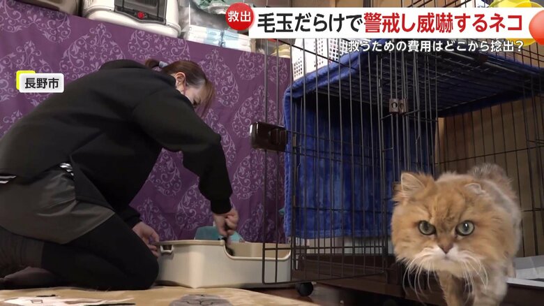 ボランティアの人が世話をする様子