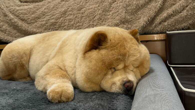 気持ちよさそうに眠るくり蔵くん