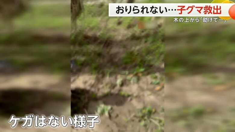 元気に森の中へと走っていった子グマ