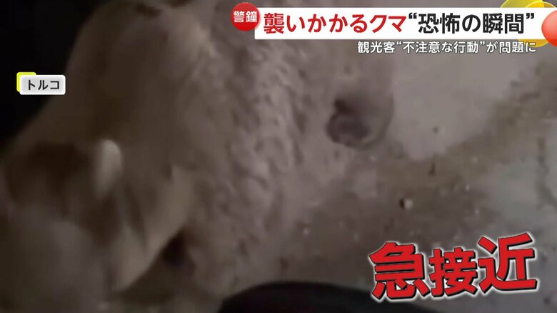 威圧するように、撮影者に急接近してきた親グマ