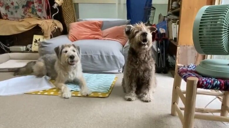 扇風機の風を浴びる2匹